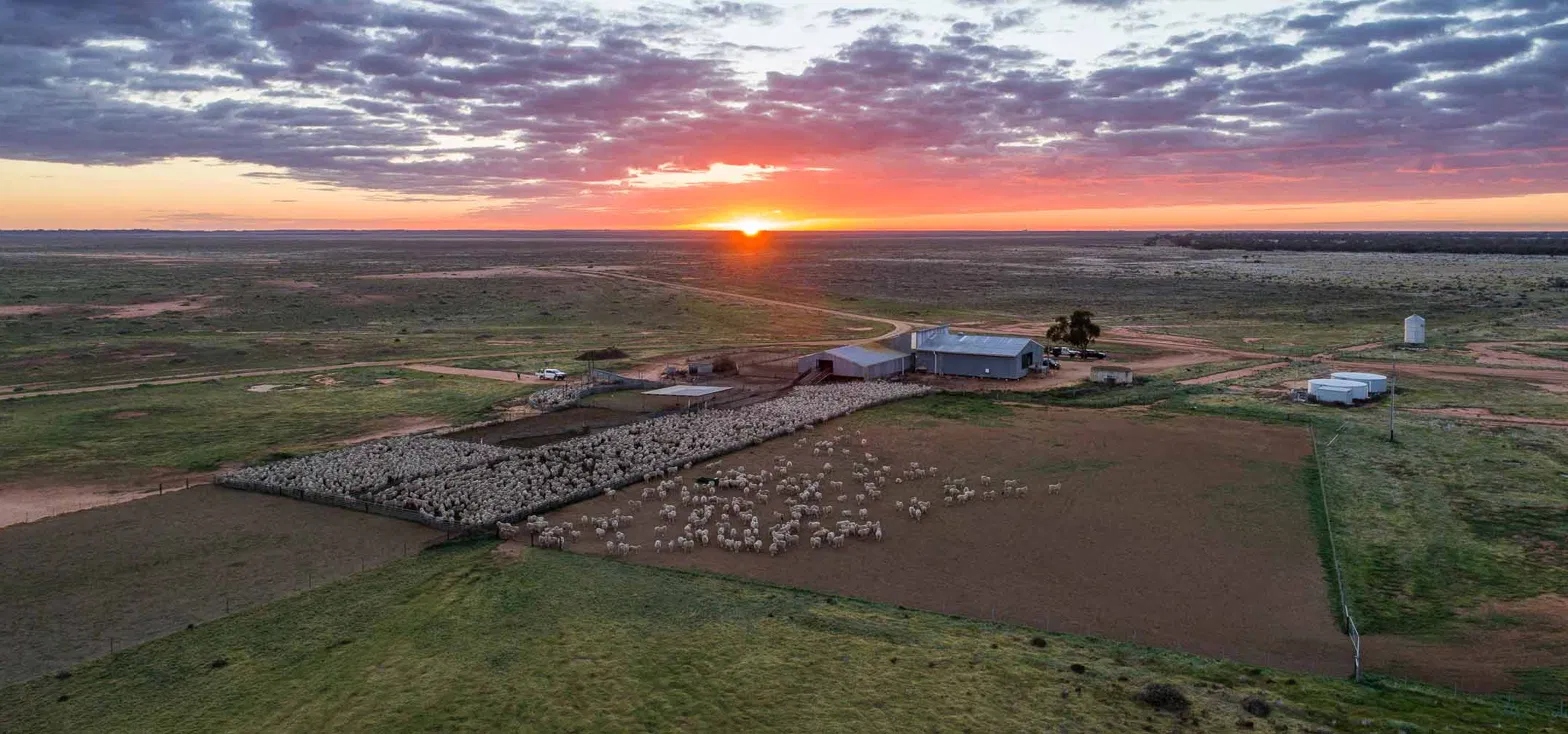 Aerial view of an Australian sheep station at sunset, woolshed and stock yards across open plains